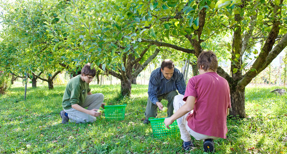 Menschen lesen Obst auf