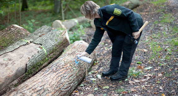 Försterin markiert Baum