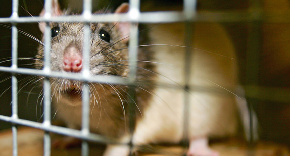 Eine Ratte schaut aus einem Käfig (Bild: © dpa, Ronald Wittek)
