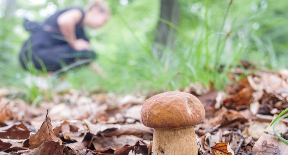 Steinpilz im Wald