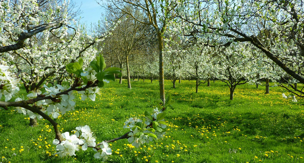 Streuobstwiese