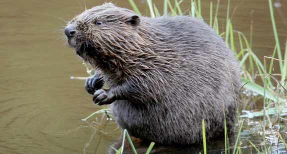 Ein Biber, fotografiert an einem Fluss (Quelle: dpa).