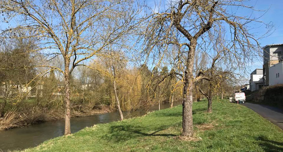 Die Tauber bei Tauberbischofsheim (Foto: © Umweltministerium Baden-Württemberg)