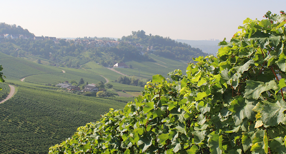 Württembergische Weinberge (Foto: © Ministerium für Ländlichen Raum und Verbraucherschutz)