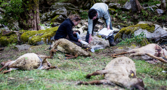 Zahlreiche tote Schafe werden von Vertretern der Forstlichen Versuchs- und Forschungsanstalt Baden-Württemberg (FVA) und der Forstverwaltung Calw untersucht (Bild: © dpa).