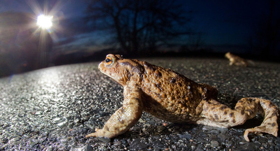 Über eine Landstraße krabbelt eine Kröte. (Foto: dpa)