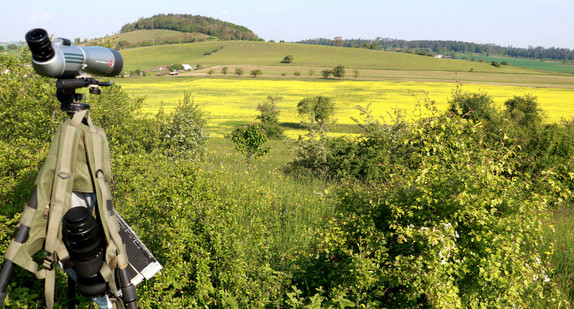 Typischer Grauammer-Lebensraum in strukturreicher Agrarlandschaft