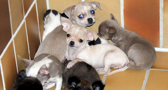 Hundewelpen liegen in einem Raum in einem Tierheim. (Foto: © Marion Wünn/Tierschutzverein Stuttgart/dpa)