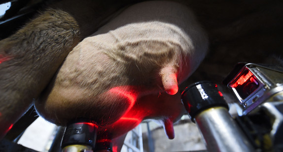 Ein Melkroboter sucht mit Laserstrahlen das Kuheuter ab. (Foto: © dpa)