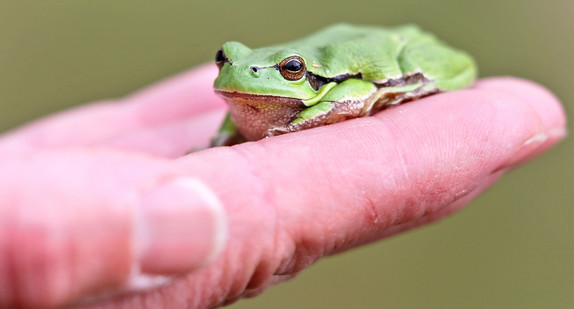 Eine Naturschützerin hält einen Laubfrosch. (Bild: dpa)