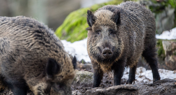 Ein Wildschwein steht auf einem Plateau im Wald und beobachtet die Umgebung.