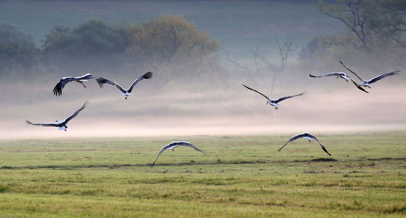 Störche fliegen im Morgennebel über eine Wiese bei Bechingen (Bild: © dpa).