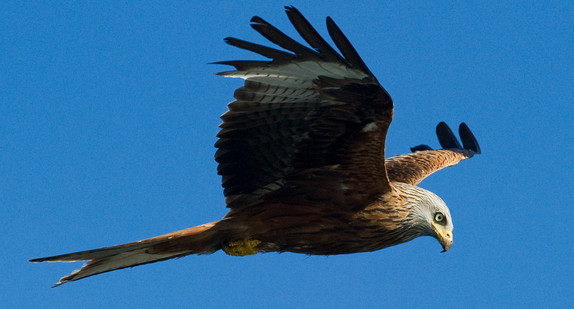 Ein Rotmilan (Milvus milvus) am Himmel. (Bild: dpa)