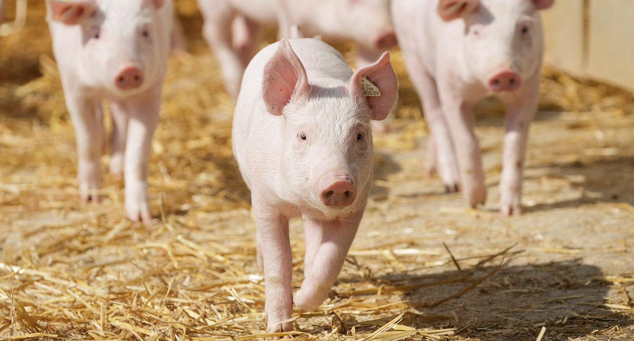 Afrikanische Schweinepest In Baden-Württemberg: Baden-Württemberg.de