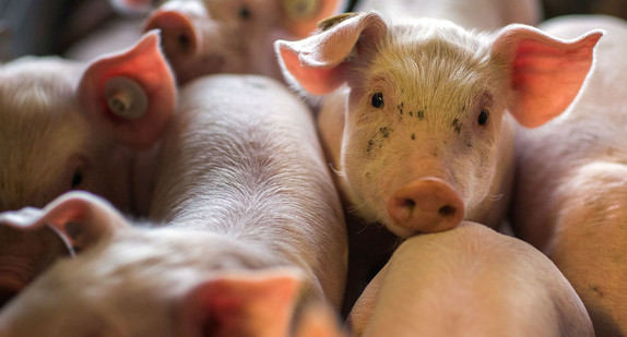 Ferkel stehen in einer Box einer Schweinezuchtanlage (Quelle: dpa).