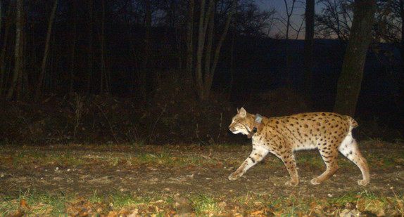 Luchs