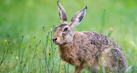 Ein Feldhase sitzt auf einer Wiese (Bild: © picture alliance/Jens Büttner/dpa-Zentralbild/dpa)