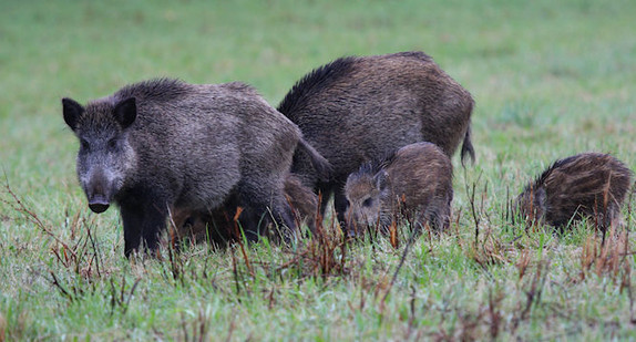 Wildschweine (Foto: © Seitler, Wildforschungsstelle)