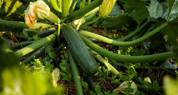 Zucchini