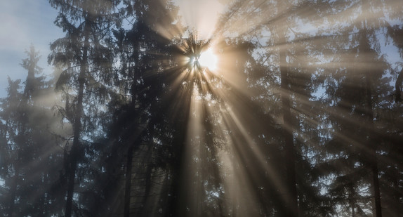 Sonnenstrahlen im Wald