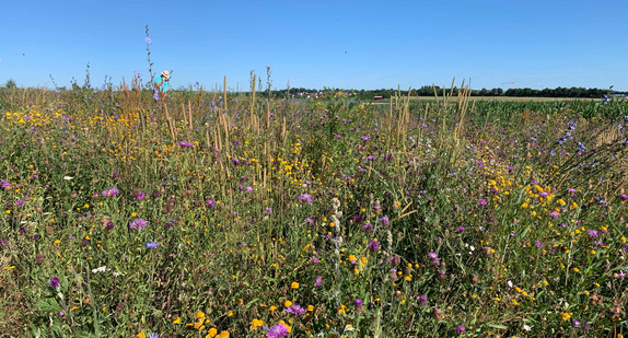 Projekt „Bienenstrom“ im Biosphärengebiet Schwäbische Alb