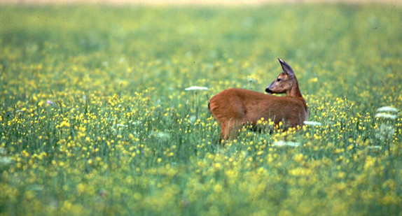 Reh auf einer Wiese