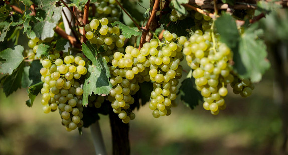 Bio-Musterregion Freiburg