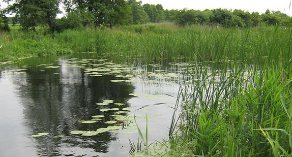 Schilf und Wasserlinsen an einem Kleingewässer (Bild: © Christine Kewes)