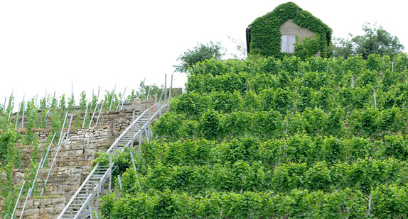 Die Weinberg-Steillagen mit mittelalterlichen Trockenmauern am Neckar bei Lauffen (Baden-Württemberg). (Bild: Bernd Weißbrod / dpa)