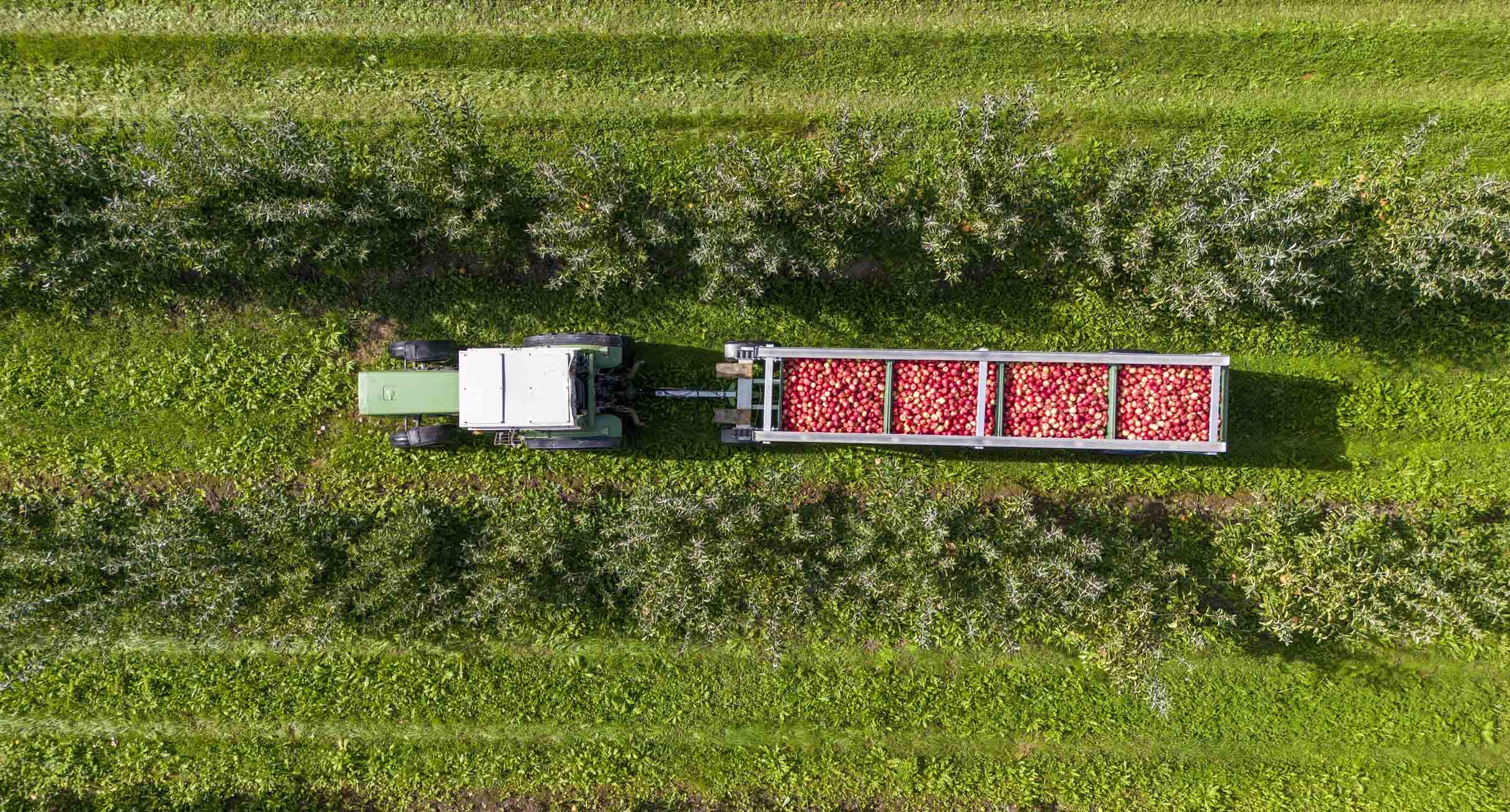 Ein Traktor in einer Apfelplantage.']