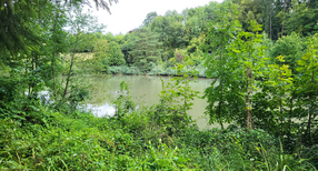 Steinkrebssee Löwenstein