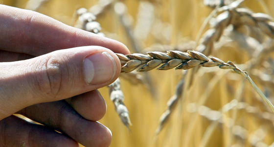 Dinkelähren stehen auf einem Feld (Bild: dpa).