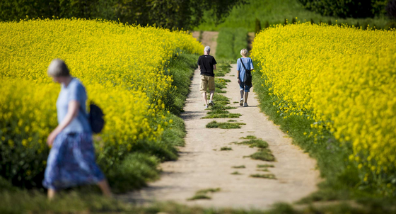 Ein älteres Paar wandert bei Sonnenschein auf einem Feldweg bei Fellbach zwischen zwei Rapsfeldern hindurch. (Bild: Christoph Schmidt / dpa)