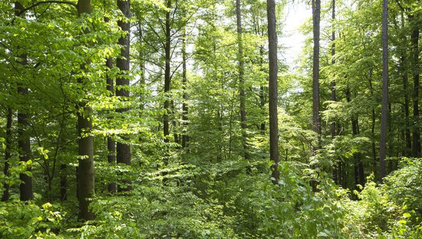 Blick in den Wald