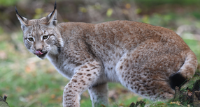 Luchs (Foto: © dpa)