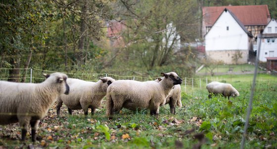 Schafe stehen in Unterkessbach (Baden-Württemberg) auf einer Wiese. (Foto: © dpa)