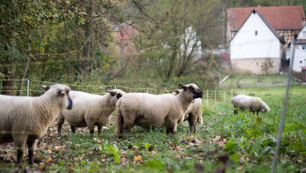 Schafe stehen in Unterkessbach (Baden-Württemberg) auf einer Wiese. (Foto: © dpa)