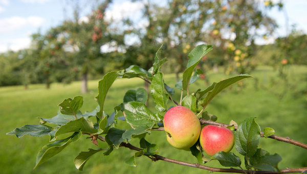 Apfelbäume stehen auf einer Streuobstwiese (Foto: dpa)